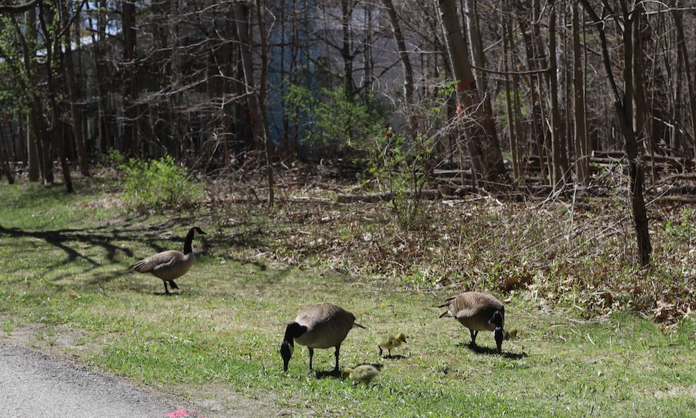 A new generation of goslings has been spotted on our campus! 🐤 The spring season is in full swing at #UTM. 🌸