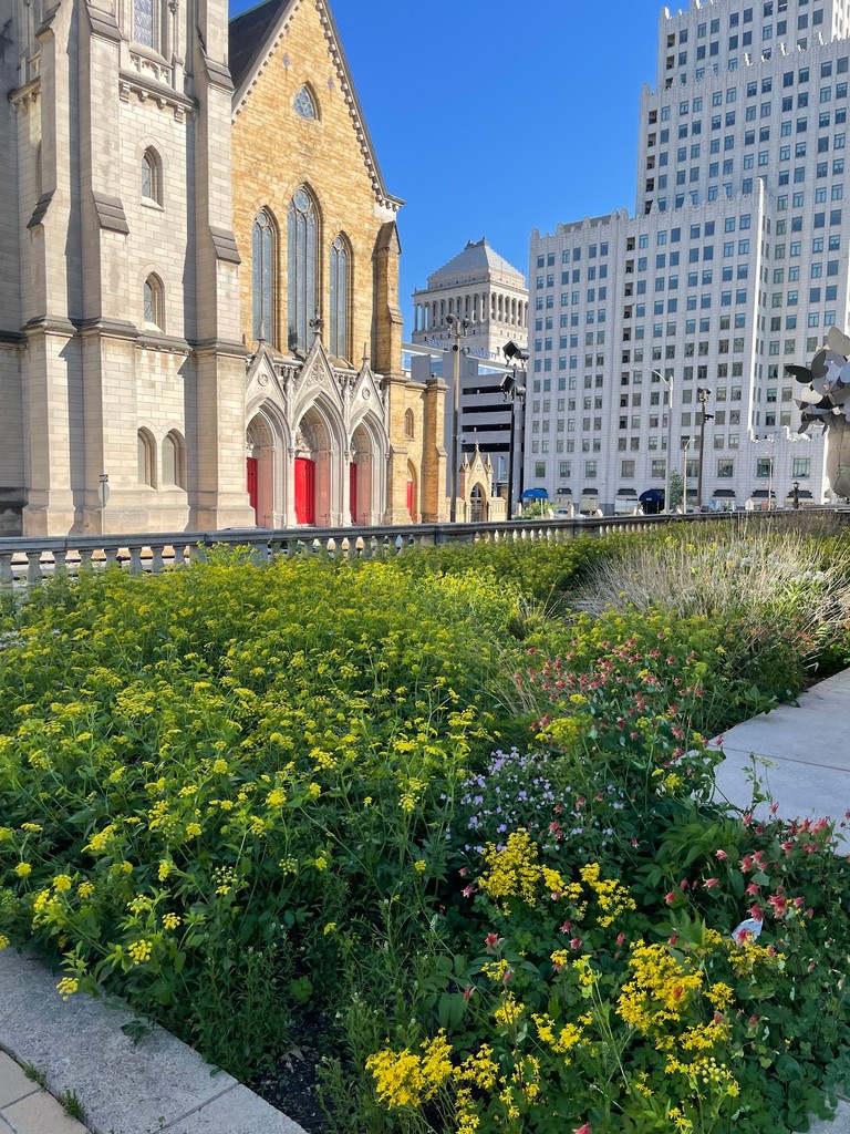 Discover the beauty of the   #PollinatorGarden at Central Library! 🌻