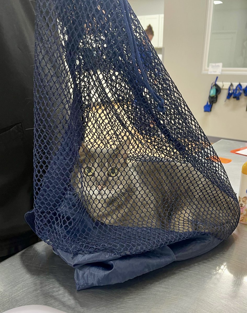 They let the cat out of the bag… But she moved right back in! 🤣🐈‍⬛🛍️

#StandForAnimals #WestAndForAnimals #SFA #Spay #Neuter #SpayNeuter #704 #CLT #704dogs #Charlotte #Veterinarian  #Vet #Nonprofit #wholetthecatoutofthebag #kitty