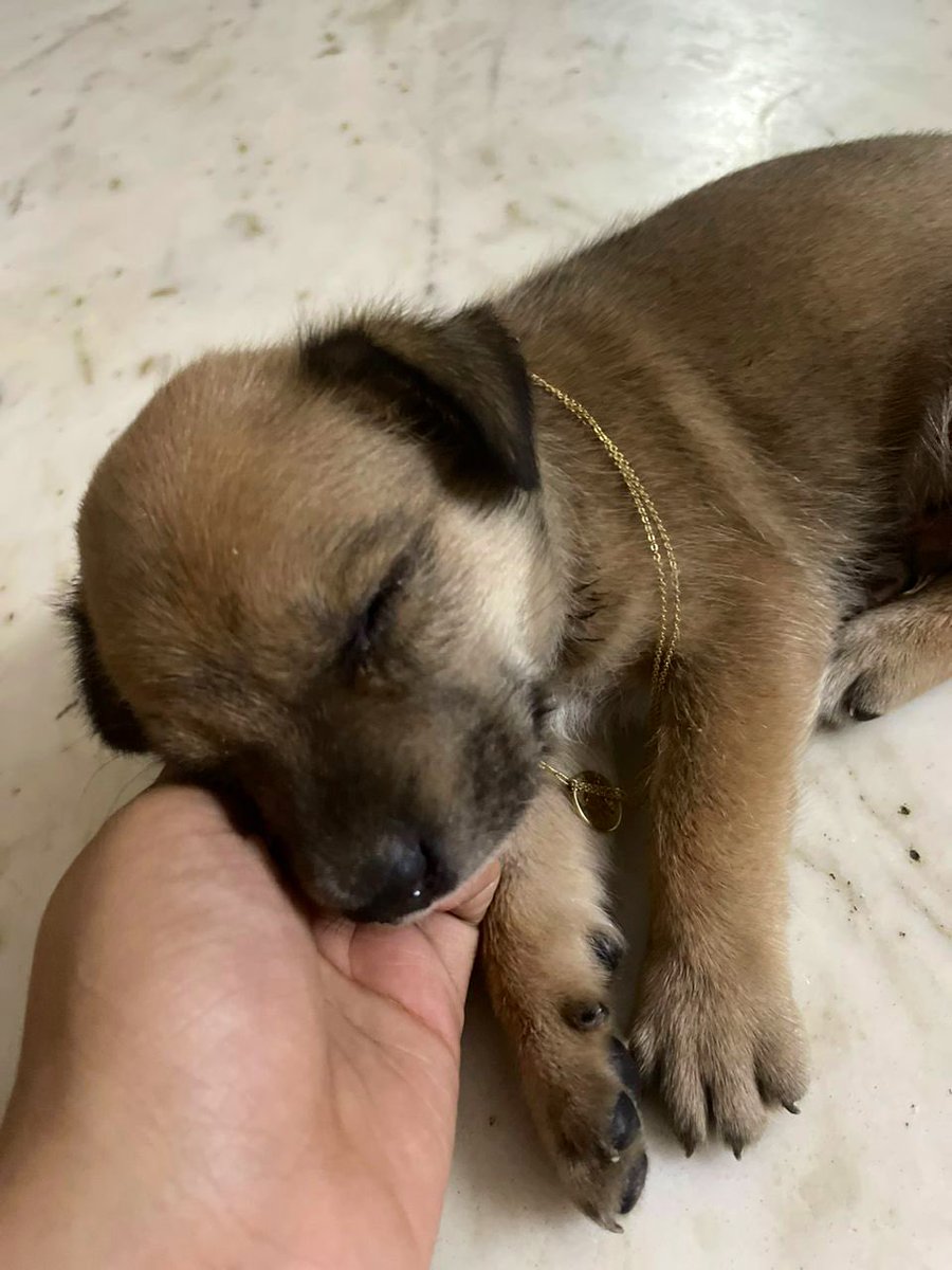 Meet Shakti, an orphan puppy discovered abandoned in Mansarovar garden, #Delhi. She's approximately 2-3 weeks old and in need of a loving home. dogwithblog.in/emergency-anim… Contact: 9205322001. 🐾 #AdoptDontShop Please RT and find her a forever family!