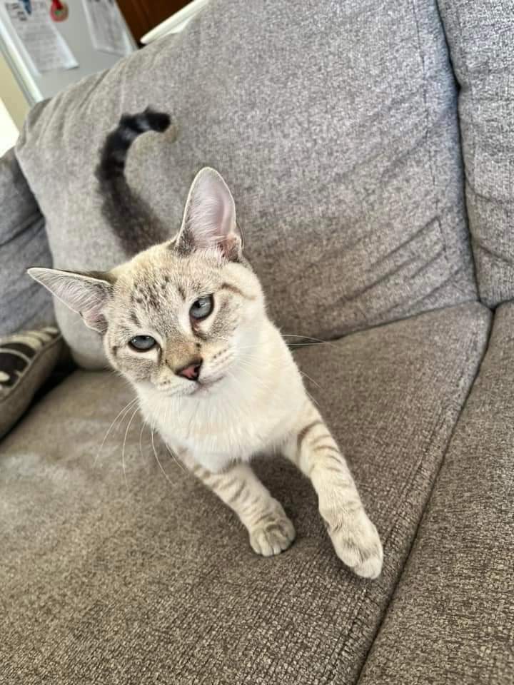 Allakhashlam tweet media