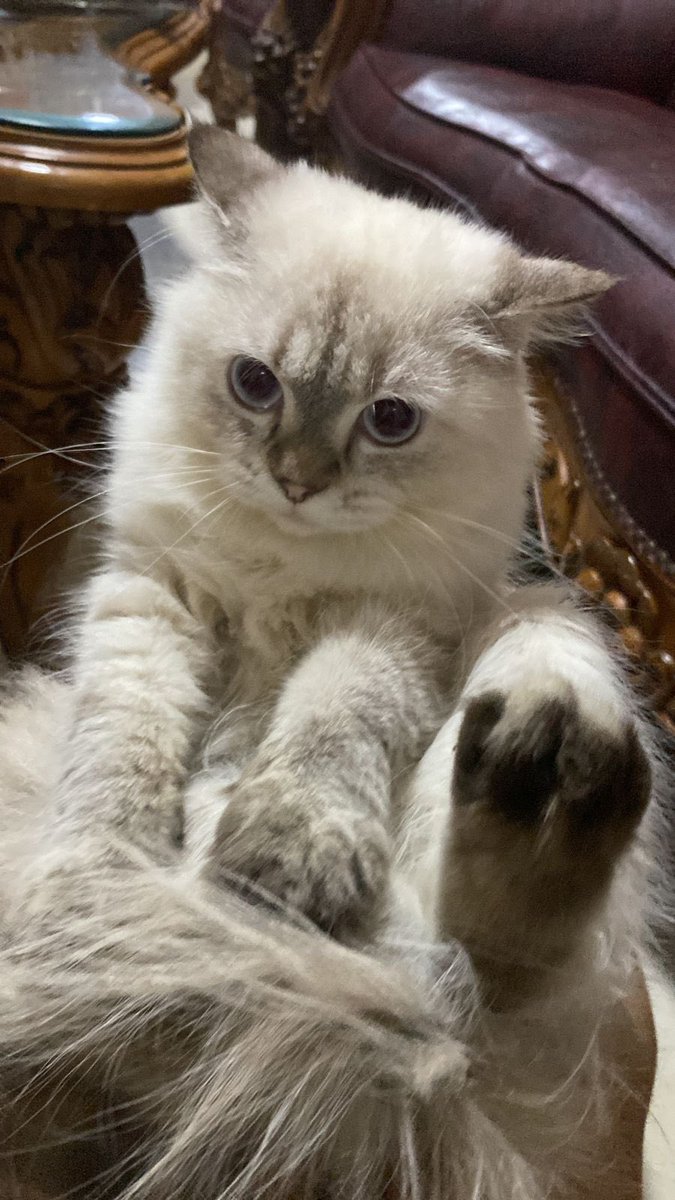 Cepet pulang kerumah lagi ya kes, diluar lagi sering hujan, kamu makan apa😭😭😭😭😭