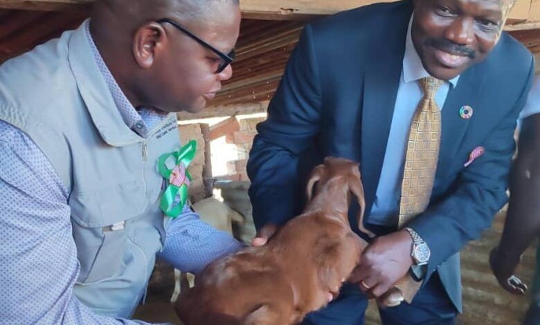 'Esigodini Agricultural College is set to offer free training to the surrounding communities on dairy and goat production following a donation of livestock and laboratory equipment from UNDP.' Check out the article! @citezw: bit.ly/3WiCdPM