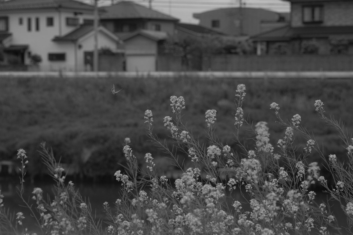 PhotoMno's tweet photo. 菜の花の上を飛ぶアゲハ

#今日もx日和
#Xシリーズ
#FUJIFILM
#菜の花
#アゲハチョウ https://t.co/bdonMIaIaz
