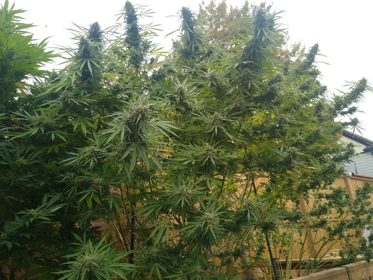 Throwback to one of the largest plants I ever grew. She was 10 feet tall and 16 feet wide. Gave me over 5 pounds dried and cured. I have a feeling I will grow a couple even bigger this year. (This was my own strain, Canna Claus F1 Bruce BannerxBob Weed) ✌️💚🪴