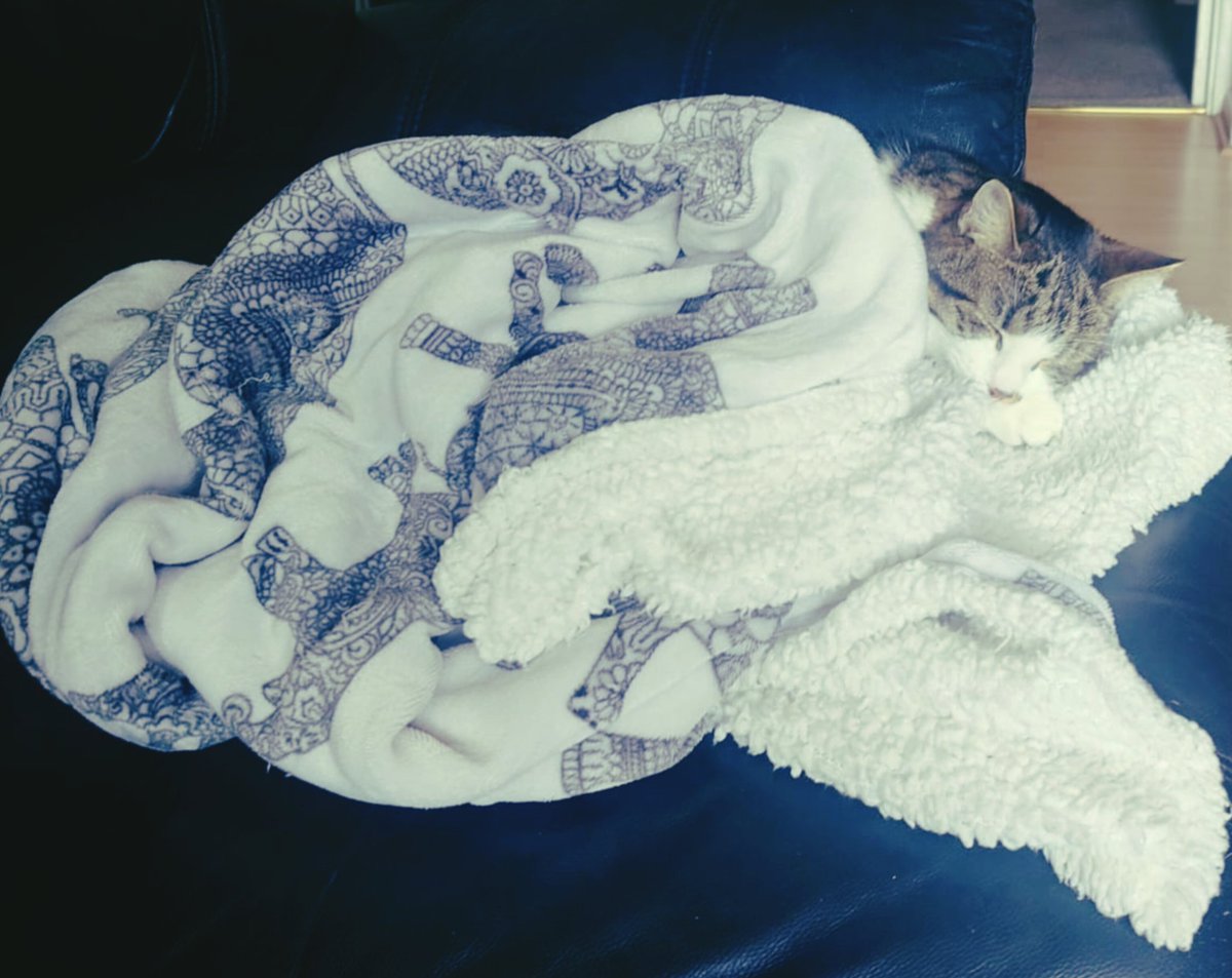 Daisy80_'s tweet photo. Cosy #caturday https://t.co/y2dMkCwvGn
