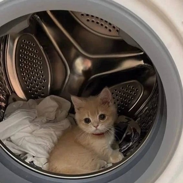 PunchingCat's tweet photo. https://t.co/YuSTask8Fk