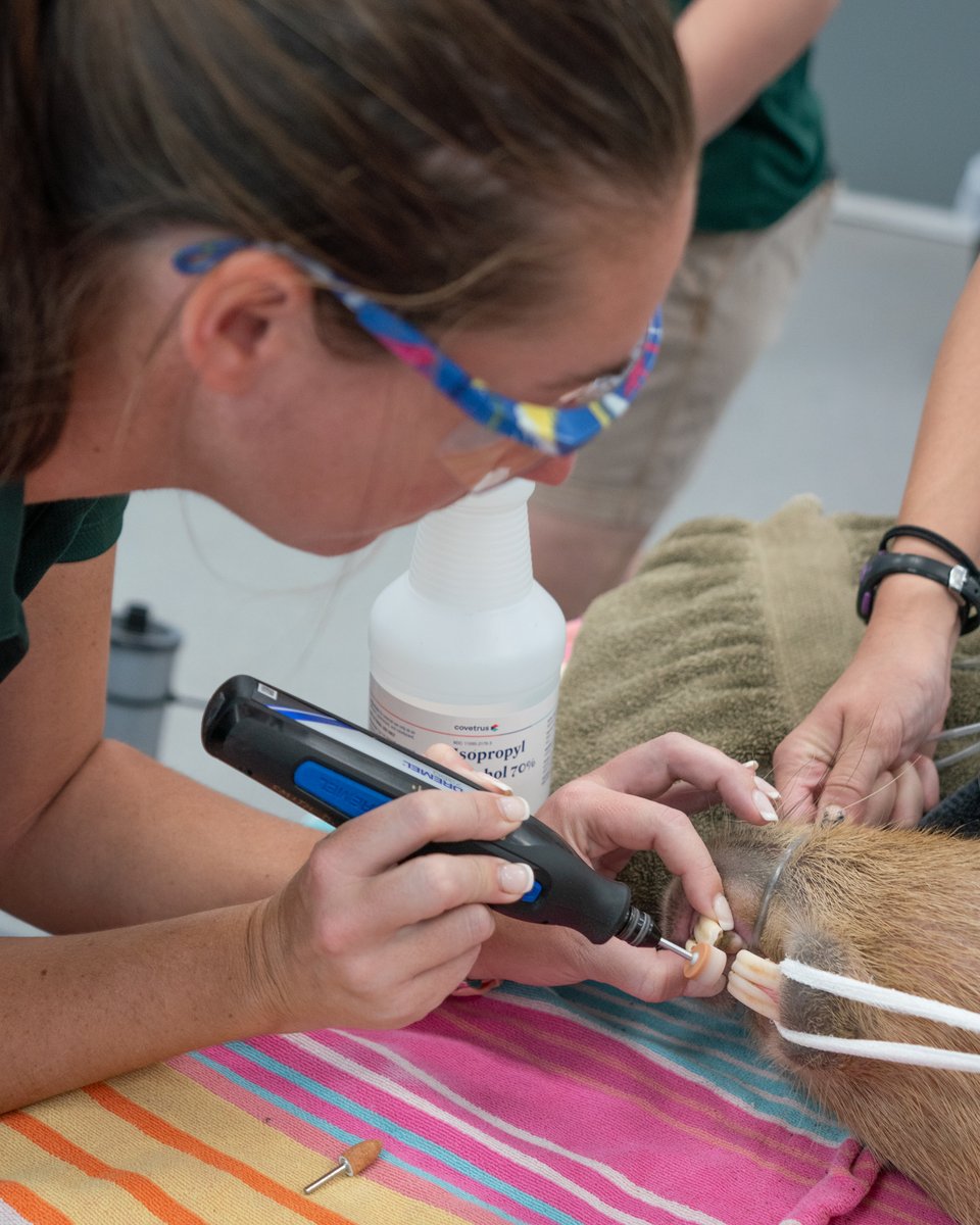 Celebrating World Veterinary Day with heartfelt gratitude to our incredible vet, Dr. Kelsie! 🩺 From tiny poison dart frogs 🐸 to dental work on our capybara's teeth, her expertise is the heartbeat of our operation. Thank you Dr. Kelsie - from all of us at Naples Zoo!