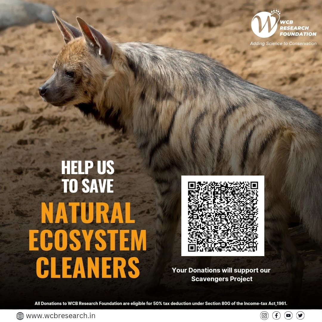 WcbResearch's tweet photo. Today marks #InternationalHyenaDay, a celebration of our invaluable #scavengers. Help us continue our mission by donating to our scavengers project. Your support will not only protect these vital members of our #ecosystem but also ensure a sustainable future for all. #wcbresearch https://t.co/M8YGKUHKOC