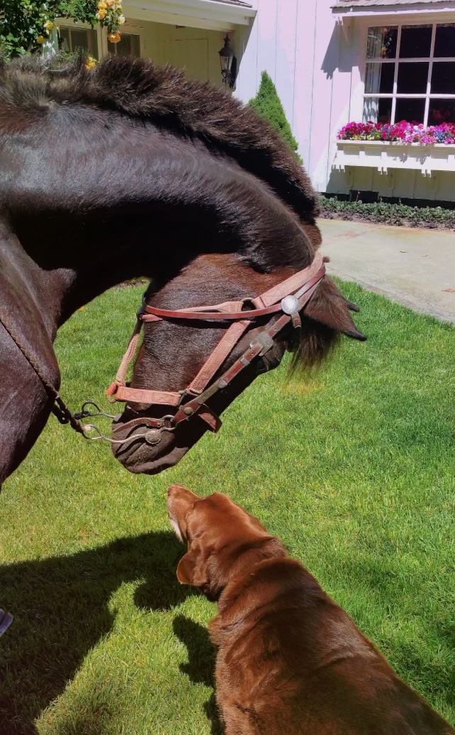 The real Drambuie playing with the inspiration for Ty Dawson’s dog, Wyatt.

#authorlife #horselife #tydawson #characterinspiration #ranchlife #baronbirtcher
