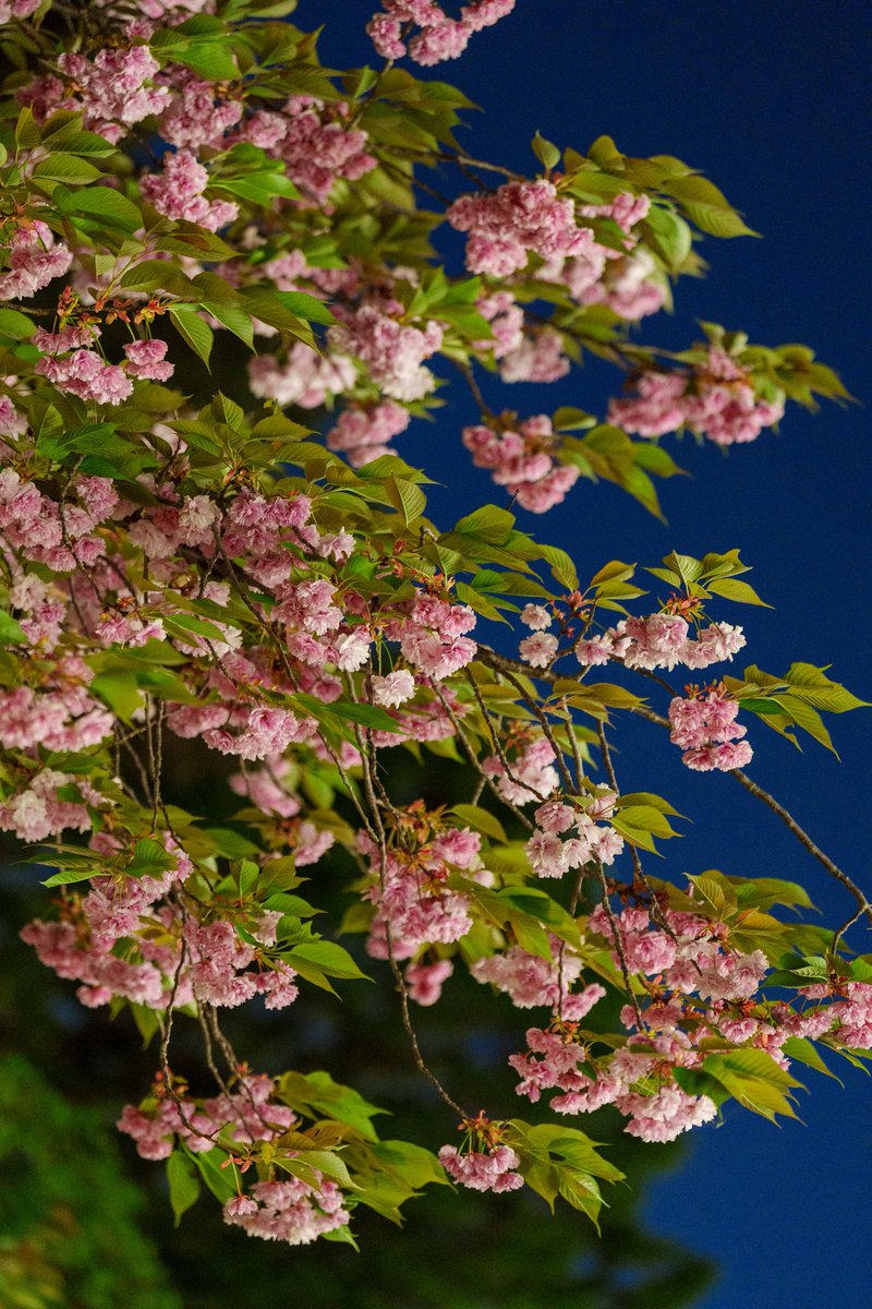 兼六園の帰り21美に遅咲きの関山桜（カンザンザクラ）が咲いていました。