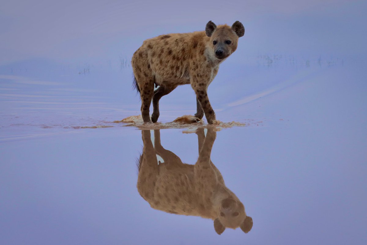 janawoerner's tweet image. It’s #InternationalHyenaDay! Spotted this beauty while visiting Amboseli last week 😍