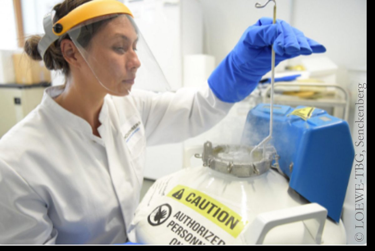 Dr. Lisa Männer tweet media