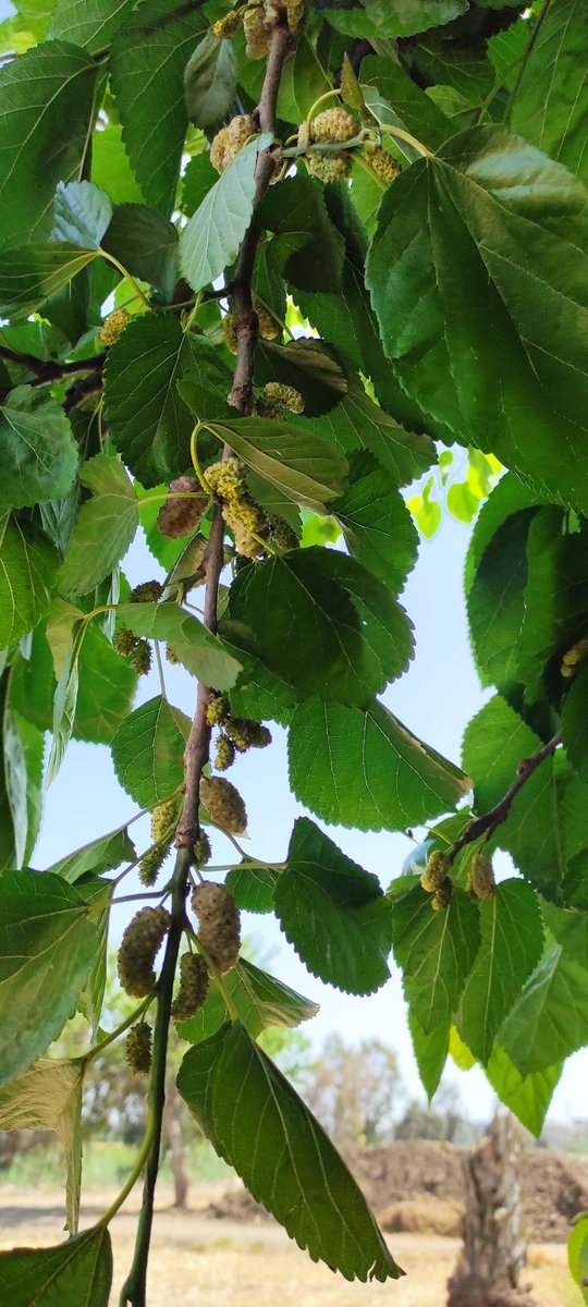 النفسيه كانت محتاجه فعلا كبايه شاى على الراقيه...