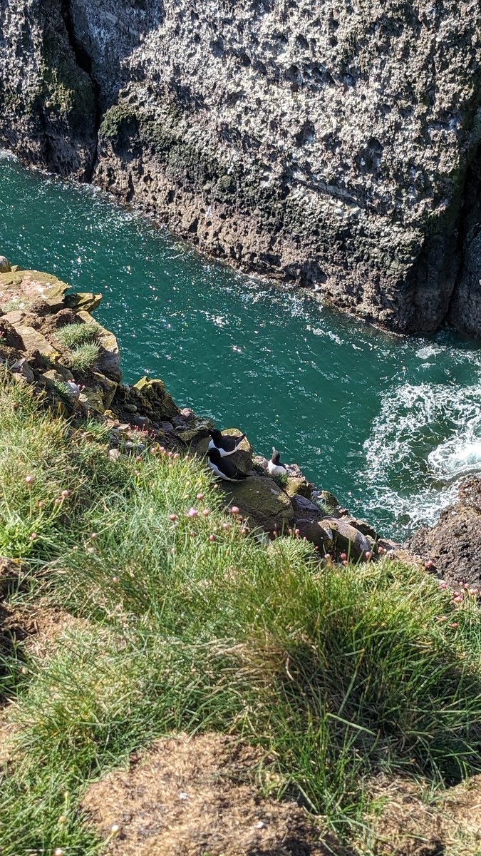 Today was April's group meet for Aberdeen Women Birders at 📍 RSPB Scotland Fowlsheugh 🌿

We were blessed with gorgeous sunshine and calm winds (makes a change..), and many seabirds returning for the breeding season ☀️

Razorbills, Guillemots, Gannets, and one lonely Puffin 🪶✨