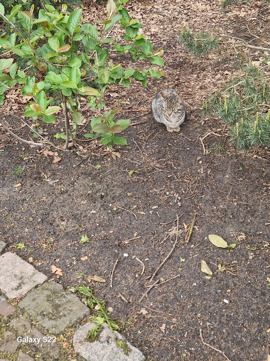 suikerspinnie tweet media