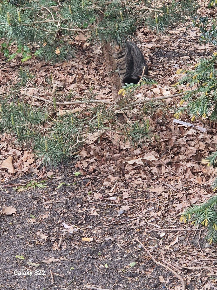 suikerspinnie tweet media