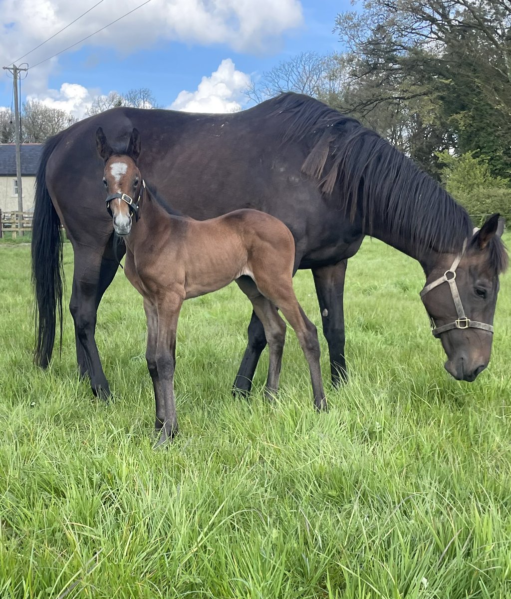 6 day old @BurgageStud Jukebox Jury filly enjoying a pick of grass. First foal out of a Flemensfirth mare 💫