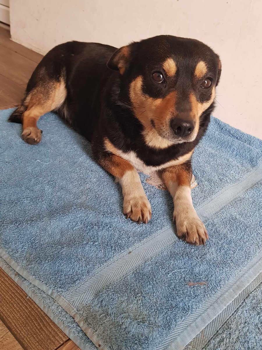 Molly was abandoned & left locked in a house in #Romania  until she was found with others, hungry, scared & frightened 
She loves Cats also & has many kitty friends which is a bonus
She is surprisingly super friendly & can’t give you enough love
#Cardiff #Swansea #Bristol #hull