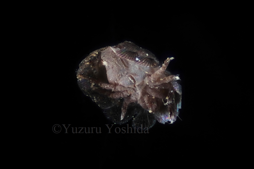 bufoninus's tweet photo. スベスベマンジュウダニの若虫の深度合成
ヤツメさんがやっているのをみて脆そうだなと思ってはいましたが撮る前から既にという状況。
鱗に見えるのは毛でお尻の方が2つ抜けてるし長い毛も抜けてしまったようです。これは再チャレンジしたい。そもそも標本にしないのが良いかも。やる気のない写真… https://t.co/gXkHvG66tu