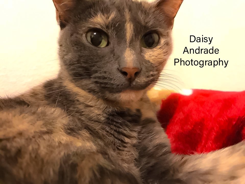 daisyphotolove's tweet photo. Happy Birthday in heaven my princess Michaella miss you so much baby 🐾🎈😔🖤🥺😘🤎#daisyandradephotography #birthdaygirl #loveyou #happybirthday #happybirthdayprincess #angelinheaven
#aprilbirthday #happybirthdaymichaella #missyouprincess #heavenlybirthday #mybabies https://t.co/d22OtVeAJT