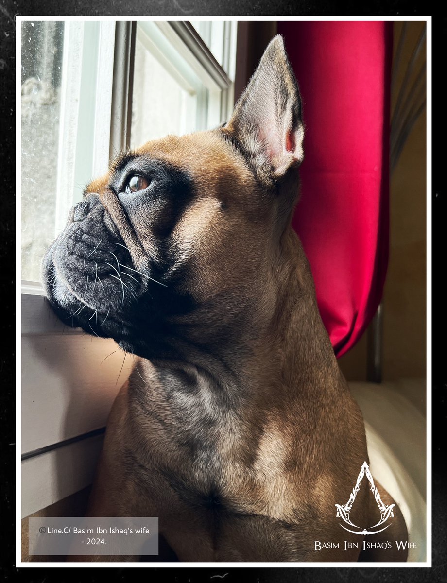 📷 by myself (Line.C/Basim Ibn Ishaq’s wife).

#frenchiepuppy #frenchiebulldog #dog #photography #madebyme #iphone13Pro