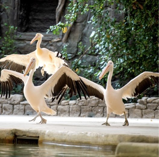 Our three favorite musketeers🥰
#dubaisafaripark