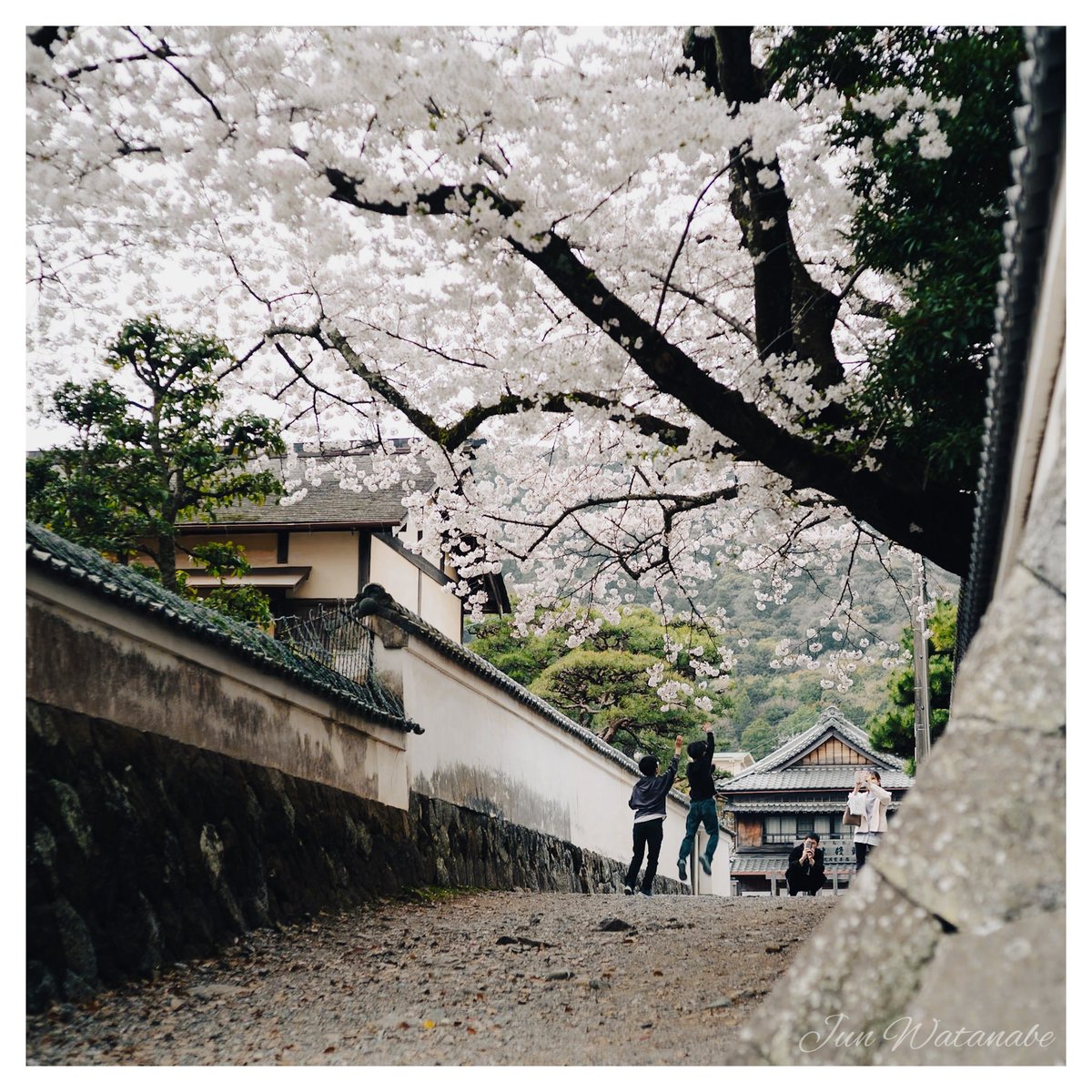 Camera:SONY α7III
Lens:Sankyo Koki Tokyo Komura 105/3.5

#SnapShot #cherryblossom #CherryBlossoms #landscapephotography #flower #photograghy #photographer #SonyAlpha #oldlens #スナップ写真 #桜 #花 #オールドレンズ #キリトリセカイ #写真好きな人と繋がりたい