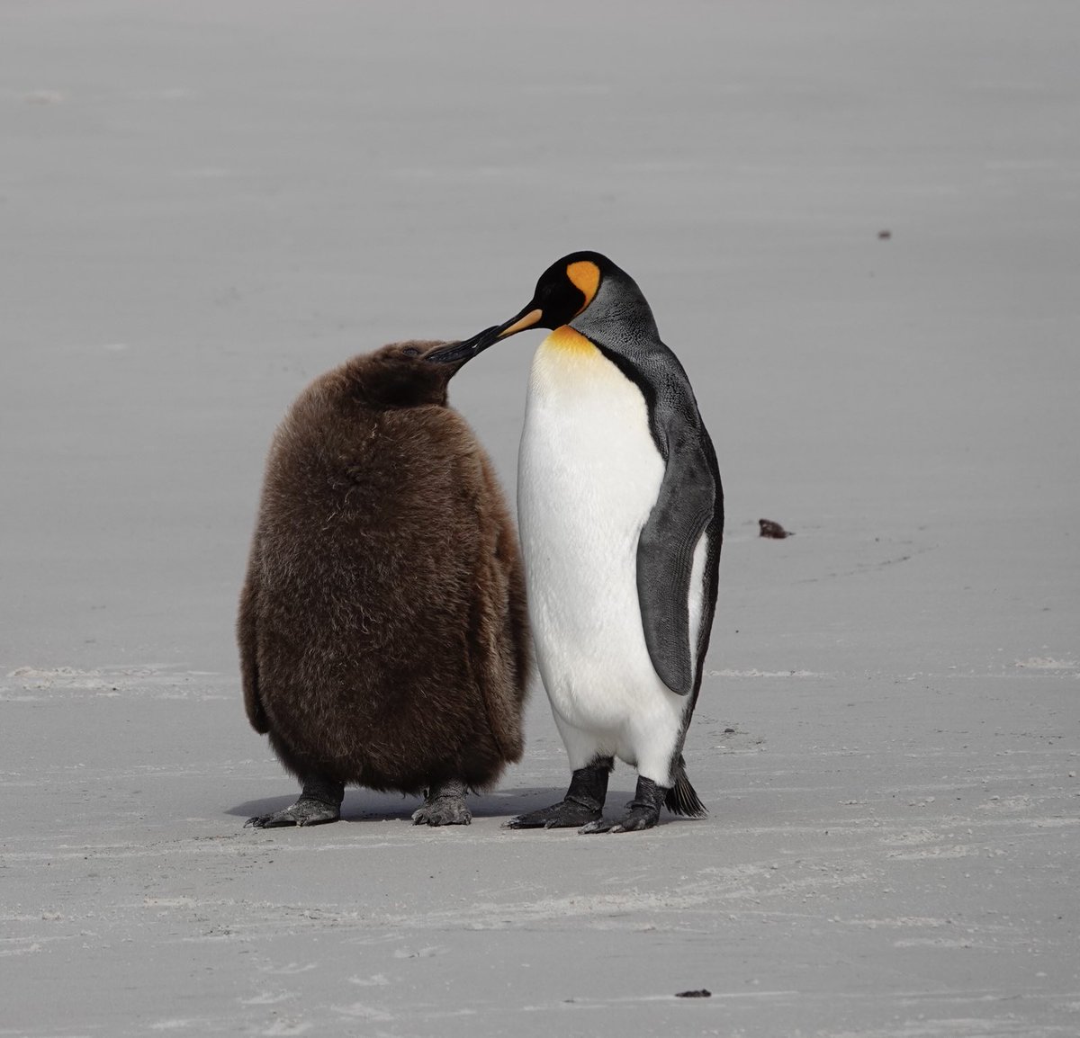 Happy #WorldPenguinDay - a king penguin parent & chick hanging out at the beach