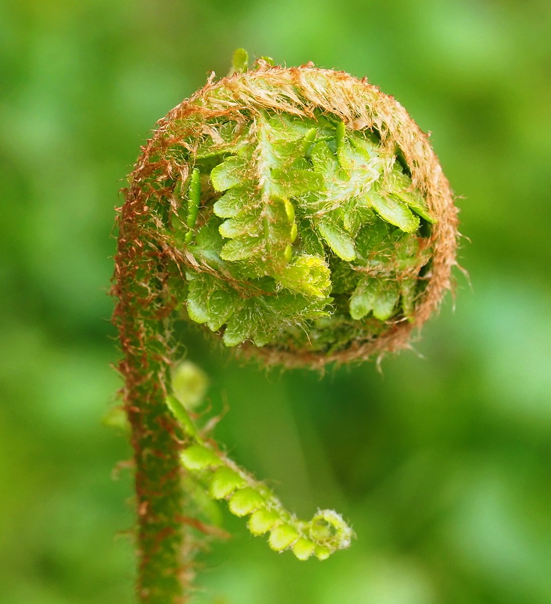 Unfurling Fern bursting into life in my garden.