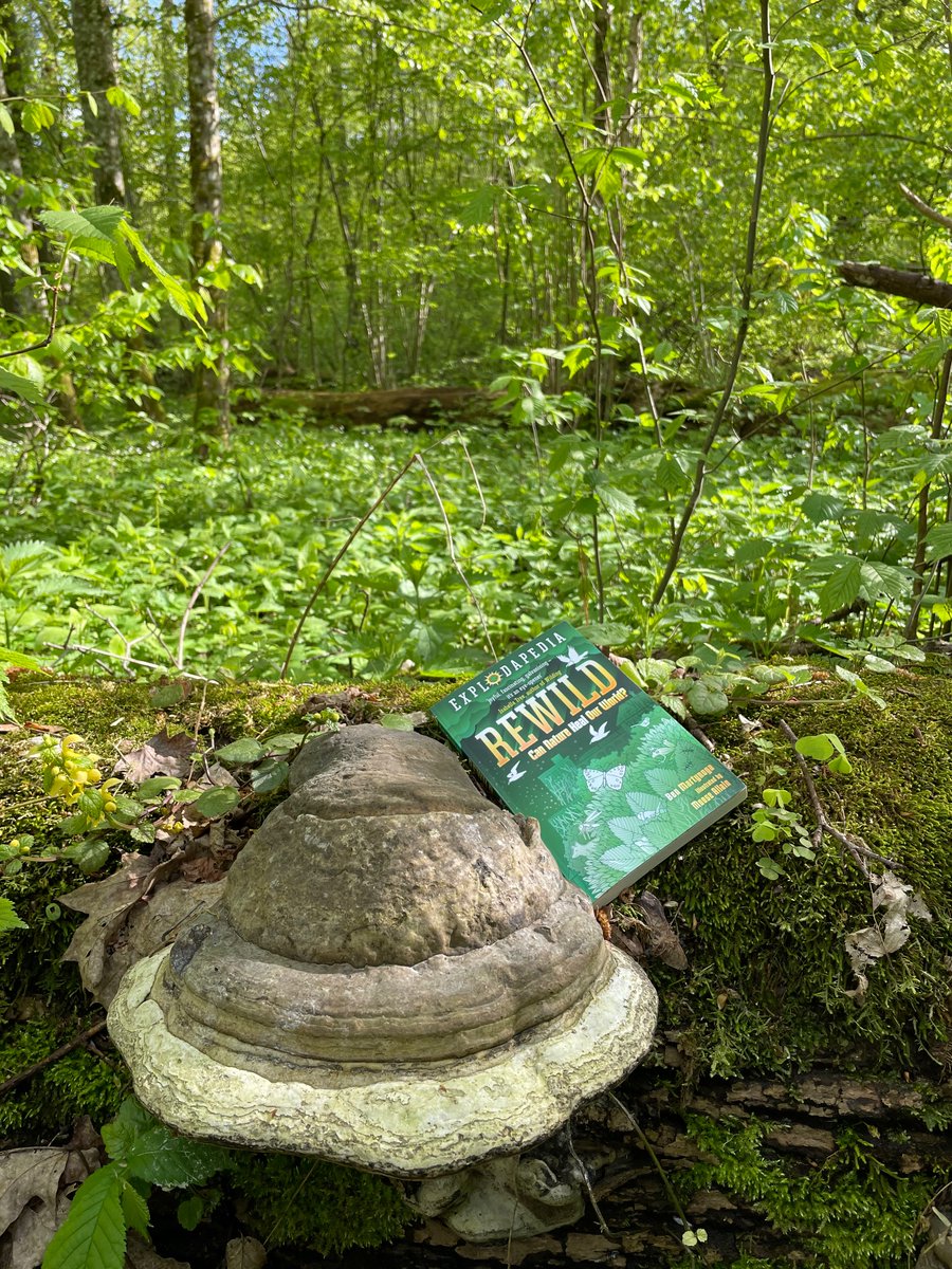 TLWforCumbria's tweet photo. Next week, ‘Rewild’ - the superb new book by @mountainogre &amp; @MooseAllain will be out!

I took it on holiday to Europe’s oldest, wildest forest… 🇵🇱

BUT whenever I tried to sit &amp; read for a while, something like this happened… 👀 🍄 

1/4 https://t.co/1Omic1DYMy