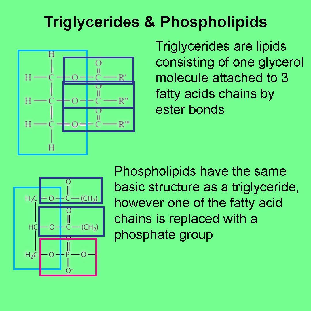 How do the structures of triglycerides and phospholipids differ? #alevel #biology #ocr #triglycerides #phospholipids #biologicalmolecules #trending #explore #STEM #ioteach