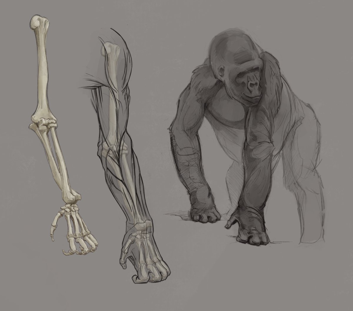 More illustrations on gorilla anatomy #apes #primates #art #sciart #gorilla