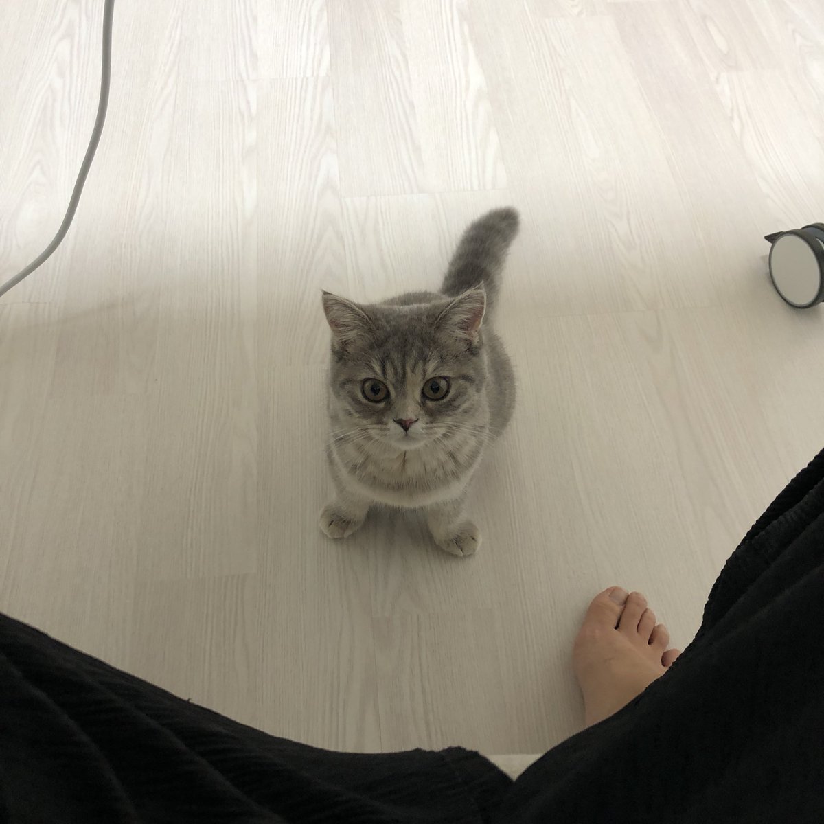 gueenca's tweet photo. 이사진 진짜 고양이력이 지림 https://t.co/sfbhHh4a3H