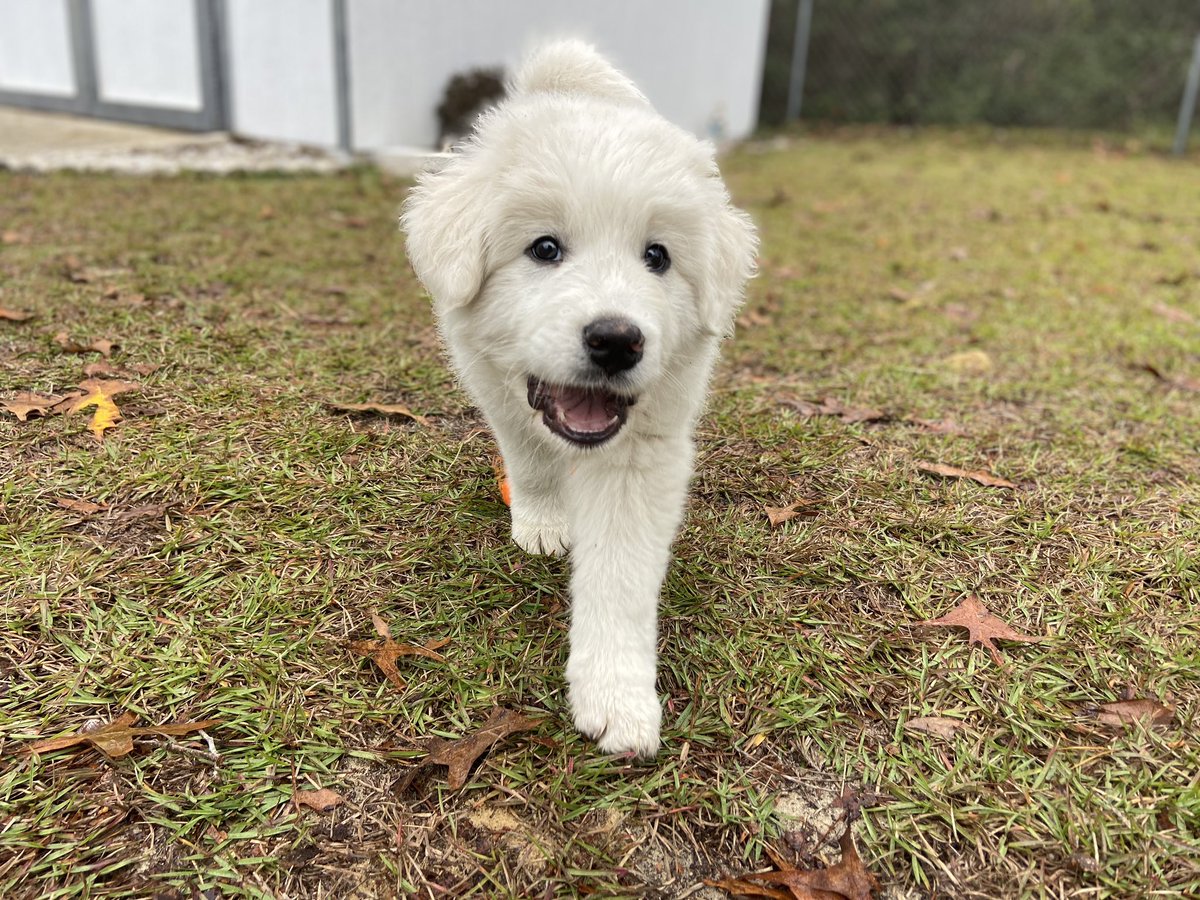 CookedGooseinFL's tweet photo. #Untrainable
(Including a gratuitous picture of Truman as a pup) https://t.co/WAqS2DGKbO