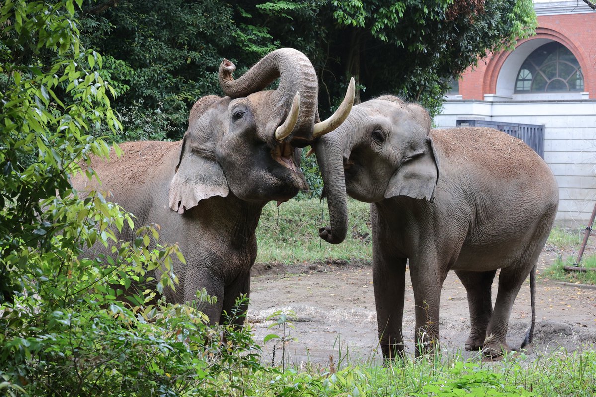 今日も仲良し💕
20240427 sat
#ズーラシア #zoorasia #よこはま動物園
#インドゾウ #ラスクマル #シュリー #elephant