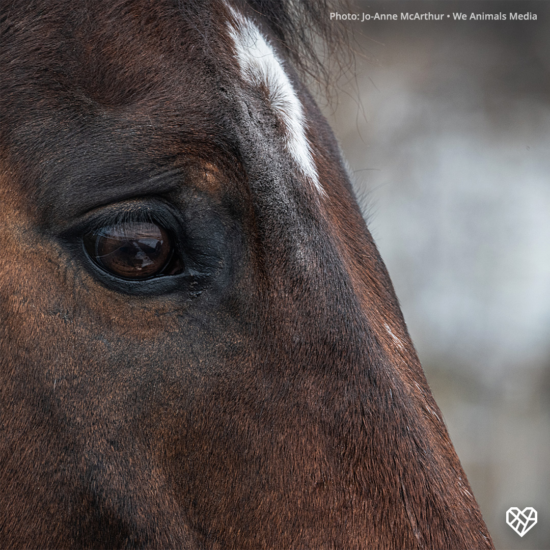 Animals were not put on this planet to serve us. Comment if you agree that no creature should have to endure a life of exploitation. 🐴 🧡