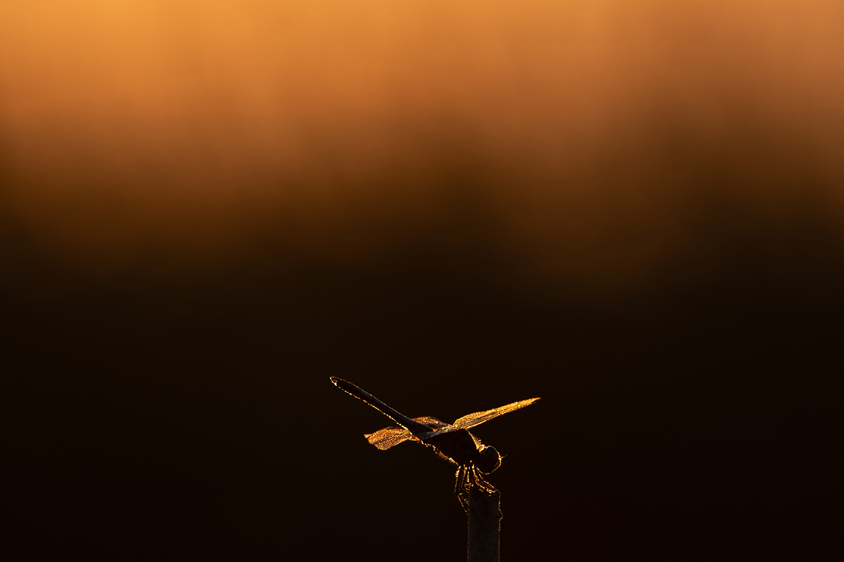 Dragonfly at sunset, St. Augustine, FL