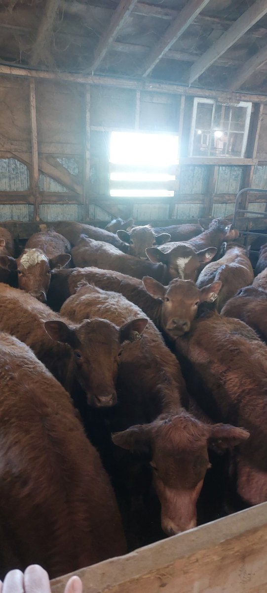 Northern Select Stocker Sale (@stockersale) on Twitter photo Thank you to all the buyer at the sale this year. We had a great turnout, great service from <a href="/scott_kuhl/">Keady Livestock Market</a> and most of all great cattle. See you next year! Thank you to all the buyer at the sale this year. We had a great turnout, great service from <a href="/scott_kuhl/">Keady Livestock Market</a> and most of all great cattle. See you next year!