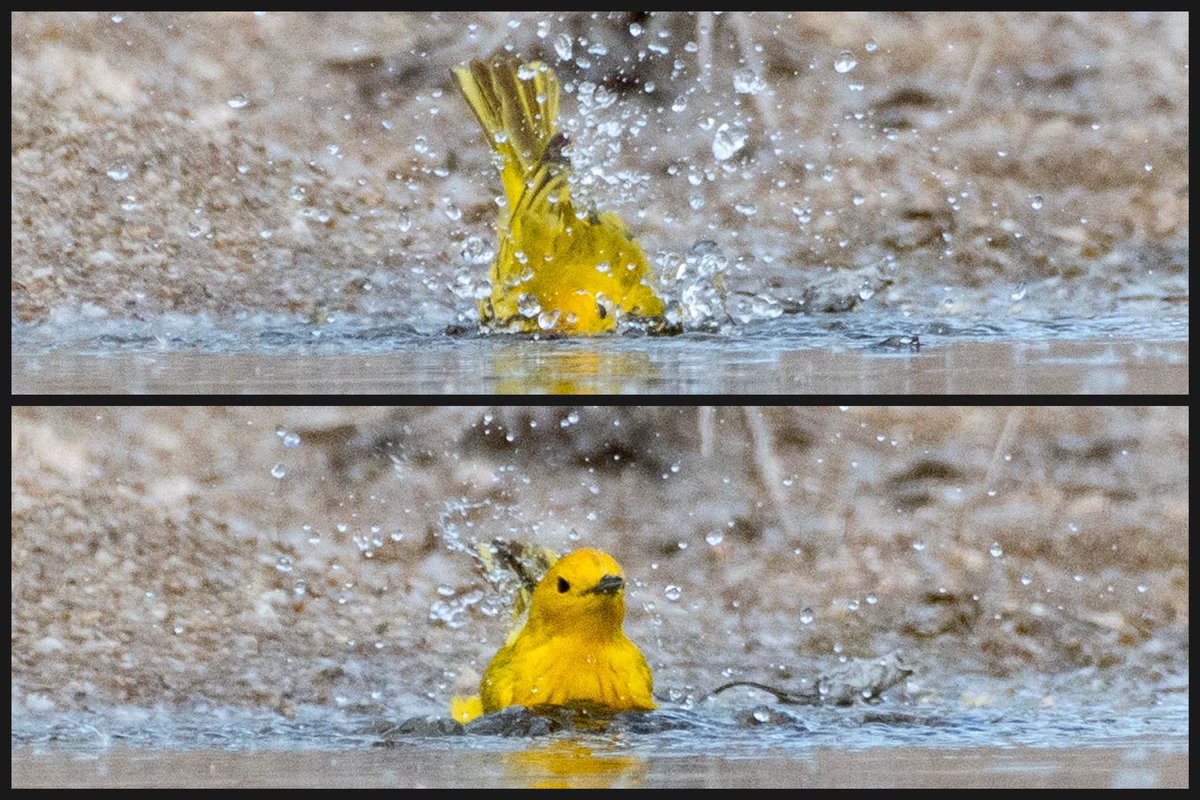 Interrupted a yellow warbler’s bath with some photos 😂 (Cropped to death 💀)