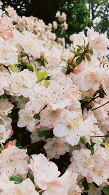 「桜 風景」のTwitter画像/イラスト(新着)