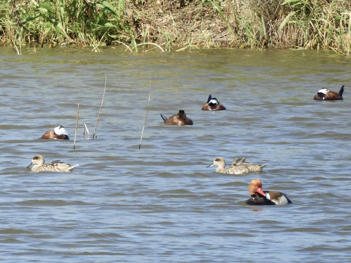 JamesJeherbert's tweet photo. We spent a morning at Dehesa de Abajo with great views of Black kites, White storks, Booted Eagle, White headed and Marbled duck, Red crested pochard and stunning Black necked grebes. 4 distant Ferruginous duck were a #lifer #Birds #Doñana #Andalucia https://t.co/f4Czdn2Rji
