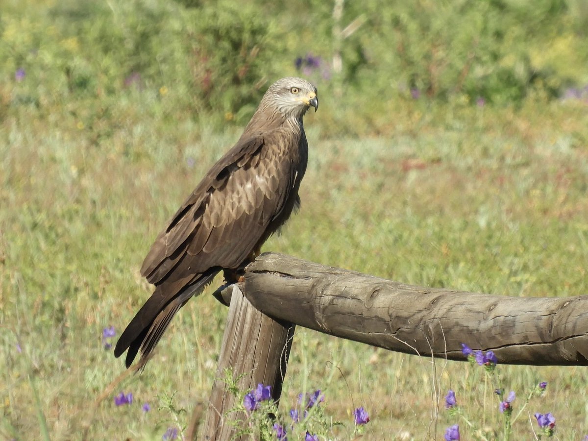 JamesJeherbert's tweet photo. We spent a morning at Dehesa de Abajo with great views of Black kites, White storks, Booted Eagle, White headed and Marbled duck, Red crested pochard and stunning Black necked grebes. 4 distant Ferruginous duck were a #lifer #Birds #Doñana #Andalucia https://t.co/f4Czdn2Rji