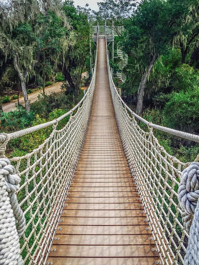 Canopy Trail at Santa Ana Wildlife Refuge by Debra Martz 
debra-martz.pixels.com/featured/canop… 

#canopy #trail #bridge #treetops #photography #PhotographyIsArt #BuyIntoArt #AYearForArt #SpringForArt #GiftsForMom #GiftIdeas #gifts