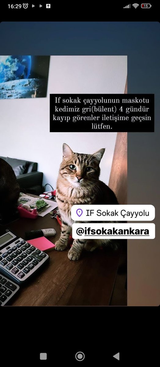 Kayıp Kedi.. Çayyolu Ankara çok acil.. #kayipkedi