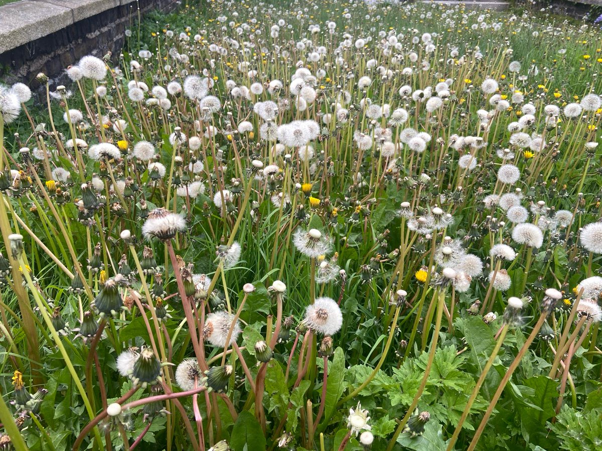 For #InternationalDayOfTheDandelion we snapped these beauties in 3 side-by-side wild gardens in #Dublin 🇮🇪 If birds could give 🏆 for the best gardens, it would be to spaces like these! #wildflowerhour #dandelionchallenge The seed journey is fascinating: bit.ly/4dblcgk