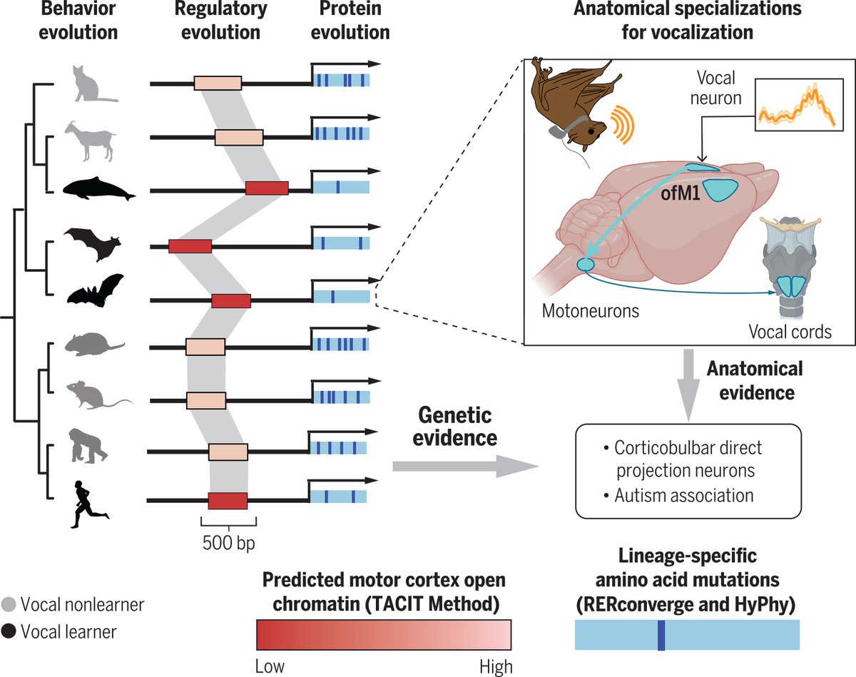 A vocal brain region is identified in bats and leveraged in comparative genomic analyses to reveal the evolution of mammalian vocal behavior. The results implicate networks of genes related to human autism.

Learn more in Science: scim.ag/6KQ #Zoonomia