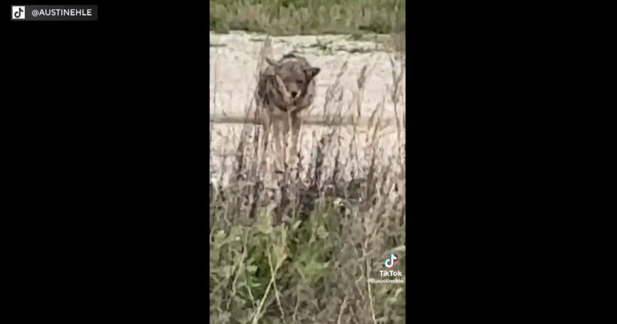 Man catches coyote following him as he walks dog in Chicago's South Loop cbsnews.com/chicago/news/c…
