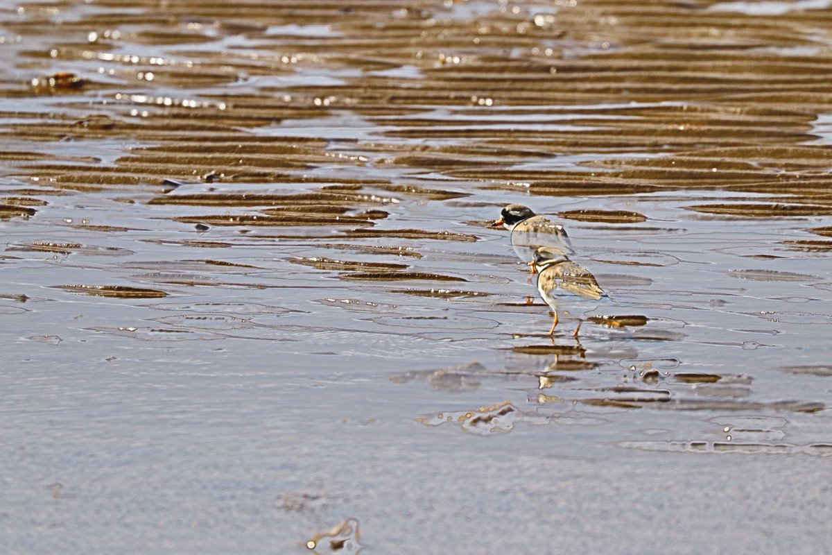 Happy photographic accident? Ringed plovers, ‘Ringos’, beach ninjas … are charismatic little birds; here a strange play of light had washed through them.