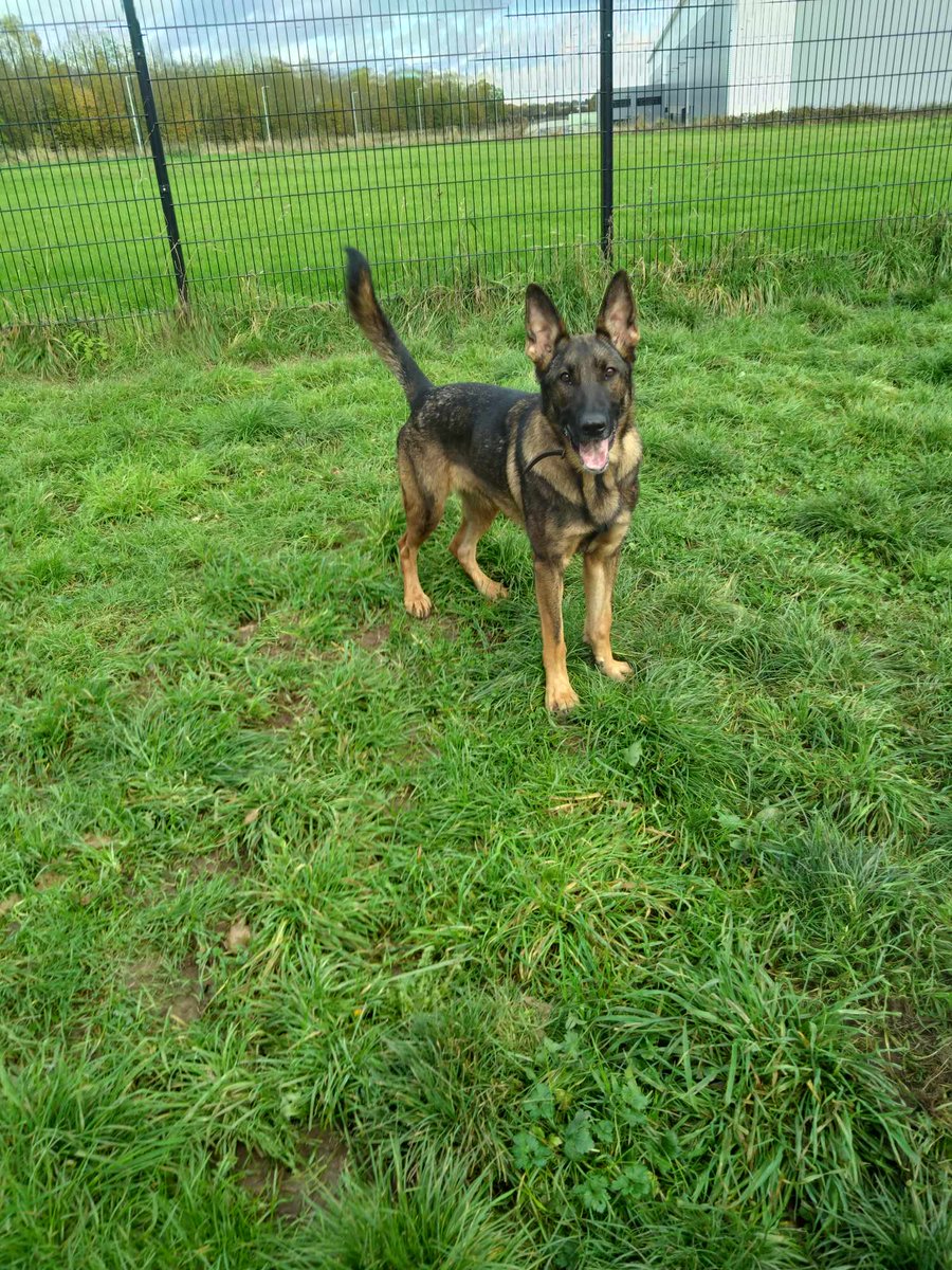 Sadie is around 18mths old and she has had quite an unsettled life, Sadie can live with older kids but what she really needs is stability and consistency 
#dogs #GermanShepherd #SouthYorkshire 
gsrelite.co.uk/sadie-7/